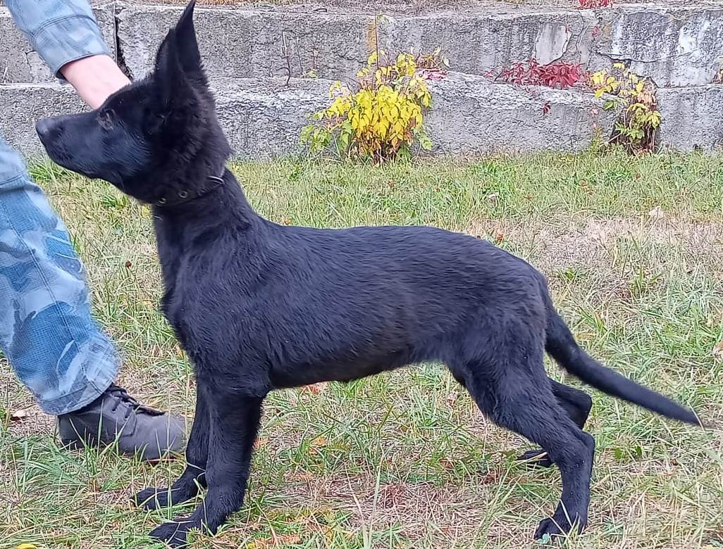 Саратовские щенки отправились служить в ДНР